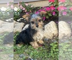 Small #1 Yorkshire Terrier