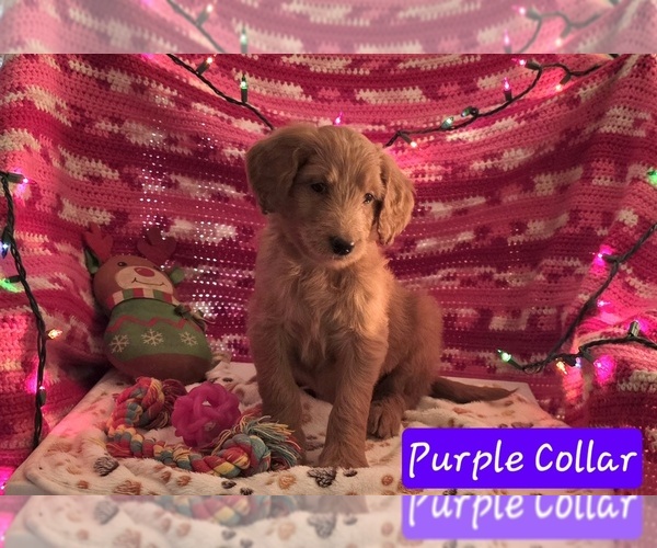 Medium Photo #3 Goldendoodle Puppy For Sale in BATTLE GROUND, WA, USA