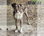 Small Catahoula Leopard Dog Mix