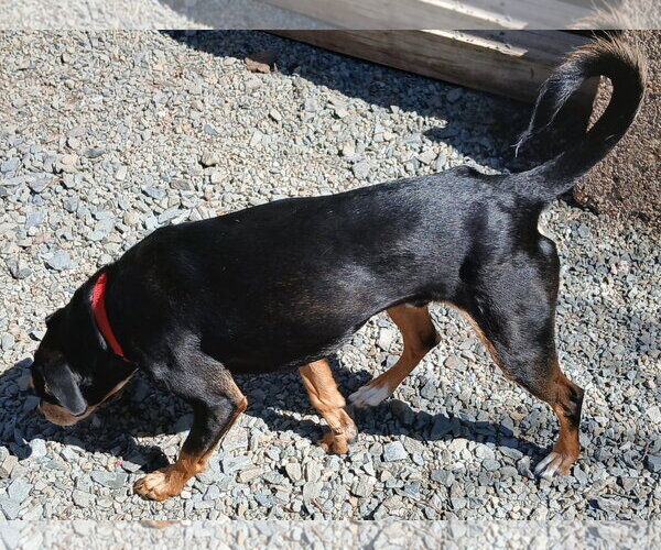 Medium Photo #5 American Rat Pinscher Puppy For Sale in Newfoundland, PA, USA