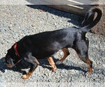 Small #4 American Rat Pinscher