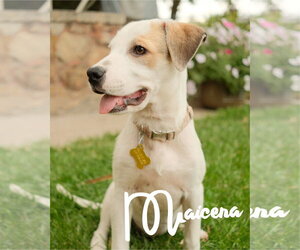 Mutt Dogs for adoption in Sandy, UT, USA