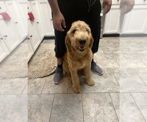 Goldendoodle Puppy for sale in FOUNTAIN, CO, USA