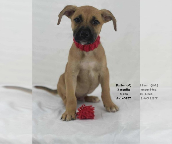 Medium Photo #1 Mutt Puppy For Sale in Woodbury, NY, USA
