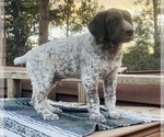 Small Photo #2 German Shorthaired Pointer Puppy For Sale in WOODLAND PARK, CO, USA