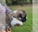 Small #2 Akita
