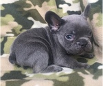 Small Photo #24 French Bulldog Puppy For Sale in CORONA, CA, USA