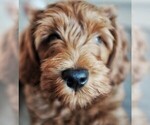 Small Photo #6 Goldendoodle-Poodle (Standard) Mix Puppy For Sale in BALDWIN HILLS, CA, USA