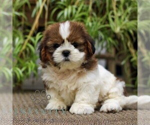 Shih Tzu Puppy for sale in MORGANTOWN, PA, USA