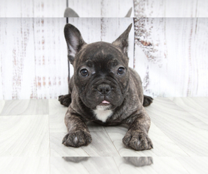 Medium French Bulldog