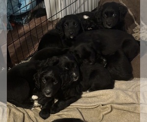 Golden Mountain Doodle Puppy for sale in WARWICK, RI, USA