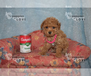 Poodle (Toy) Puppy for sale in SANGER, TX, USA