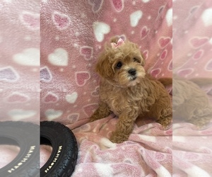ShihPoo Puppy for sale in CELINA, TX, USA