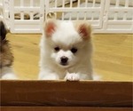 Small Photo #3 Pomeranian Puppy For Sale in SANTEE, CA, USA