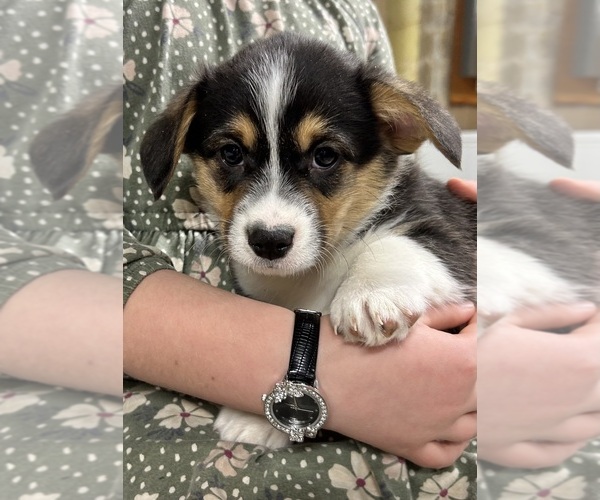 Medium Photo #25 Pembroke Welsh Corgi Puppy For Sale in ROCK VALLEY, IA, USA
