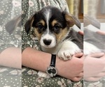 Small Photo #25 Pembroke Welsh Corgi Puppy For Sale in ROCK VALLEY, IA, USA
