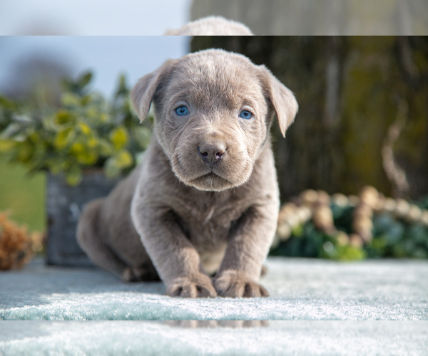 Medium Photo #2 Labrador Retriever Puppy For Sale in HOLMESVILLE, OH, USA