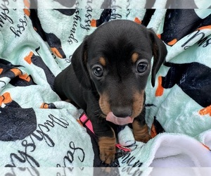 Dachshund Puppy for sale in BENNINGTON, OK, USA