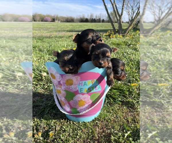 Medium Photo #1 Yorkshire Terrier Puppy For Sale in BOLIVAR, MO, USA