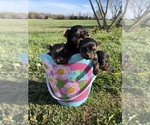 Small Photo #1 Yorkshire Terrier Puppy For Sale in BOLIVAR, MO, USA
