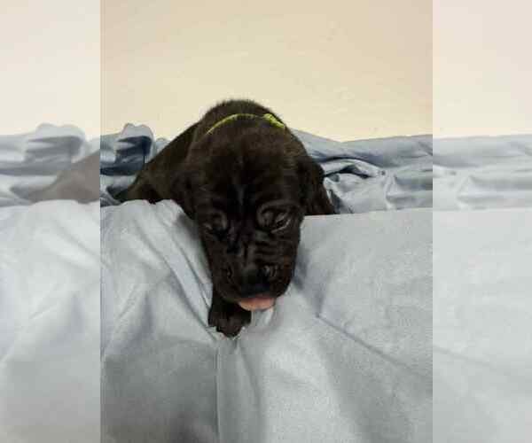 Medium Photo #6 Cane Corso Puppy For Sale in CAMBY, IN, USA