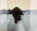 Small #5 Cane Corso