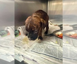 Mutt Dogs for adoption in Plainfield, IL, USA