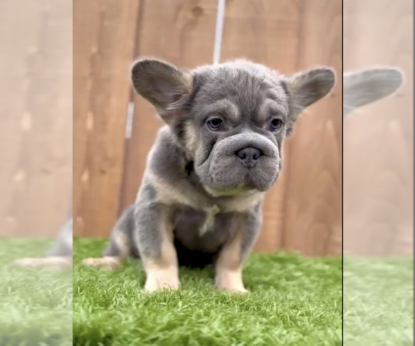 Medium Photo #13 French Bulldog Puppy For Sale in AGOURA HILLS, CA, USA