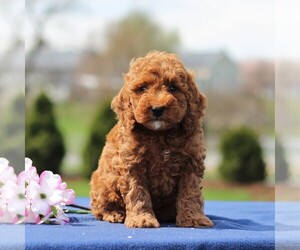 Poodle (Miniature) Puppy for sale in GAP, PA, USA