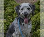 Small #1 Old English Sheepdog-Poodle (Miniature) Mix