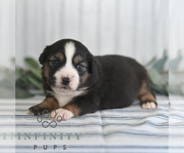 Medium Photo #4 Miniature Australian Shepherd Puppy For Sale in REBERSBURG, PA, USA