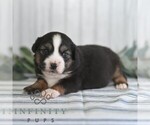 Small #3 Miniature Australian Shepherd