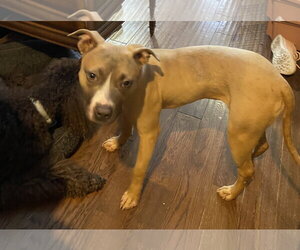 Tiger - Female Staffordshire Bull Terrier-Unknown Mix Dog for Adoption - Photo #4