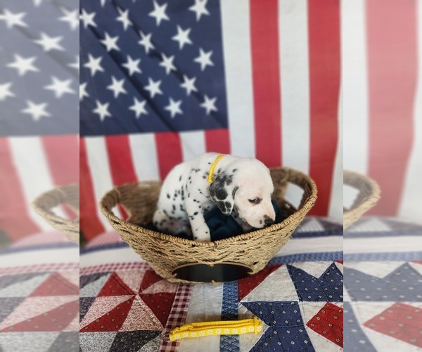 Medium Photo #33 Dalmatian Puppy For Sale in VASSALBORO, ME, USA