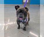 Small #2 French Bulldog