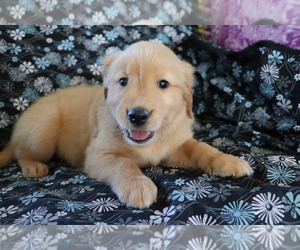Golden Retriever Puppy for sale in SHILOH, OH, USA