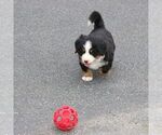 Small #3 Bernese Mountain Dog