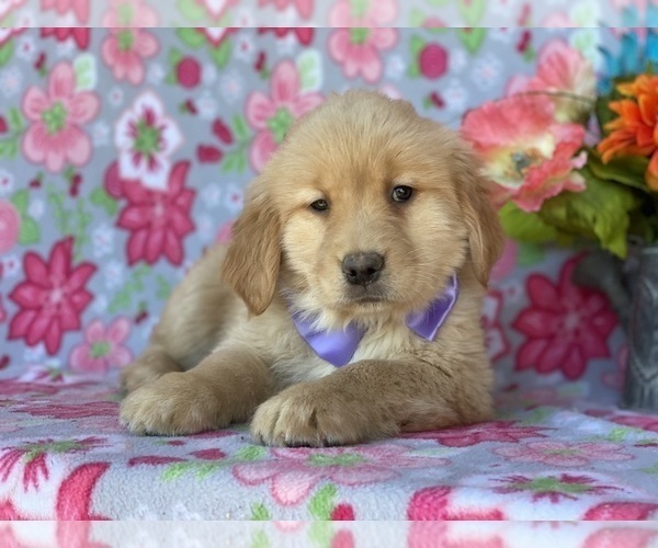 Full screen Photo #1 Golden Retriever Puppy For Sale in LANCASTER, PA, USA