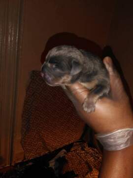 Medium Photo #2 American Bully Puppy For Sale in BOULEVARD, NY, USA
