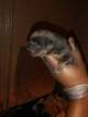Small Photo #2 American Bully Puppy For Sale in BOULEVARD, NY, USA