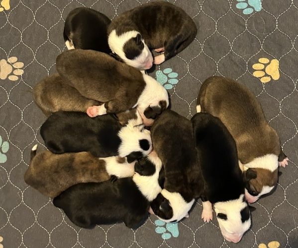 Medium Photo #1 Border Collie Puppy For Sale in CARLISLE, KY, USA