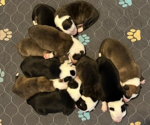 Border Collie Puppy for sale in CARLISLE, KY, USA