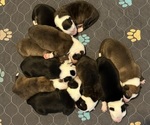 Image preview for Ad Listing. Nickname: Litter of 10