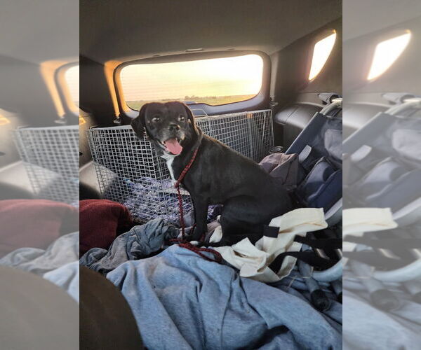 Medium Photo #2 Chug Puppy For Sale in Great Bend, KS, USA