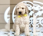 Small Photo #8 Labradoodle Puppy For Sale in COVINGTON, TX, USA