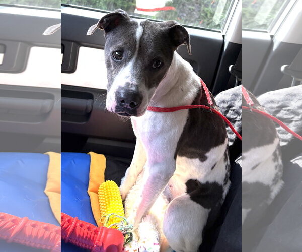 Medium Photo #1 Mutt Puppy For Sale in Mount Airy, NC, USA