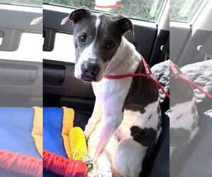Mutt Dogs for adoption in Mount Airy, NC, USA