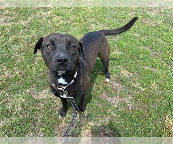 Medium Photo #2 Labrador Retriever Puppy For Sale in Ocala, FL, USA
