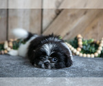Small #2 Shih Tzu