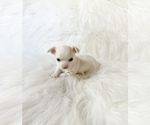 Small #4 Chihuahua